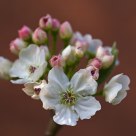 Cherry blossom